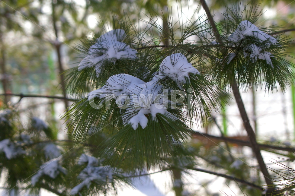 눈,눈내린후,쌓인눈,겨울,tree,나무,plant,식물,ice,자연,outdoors,겨울,계절,winter,season