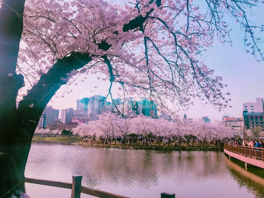 봄,벚꽃,3월,4월,운천저수지,꽃구경,꽃,blossom,flower,spring