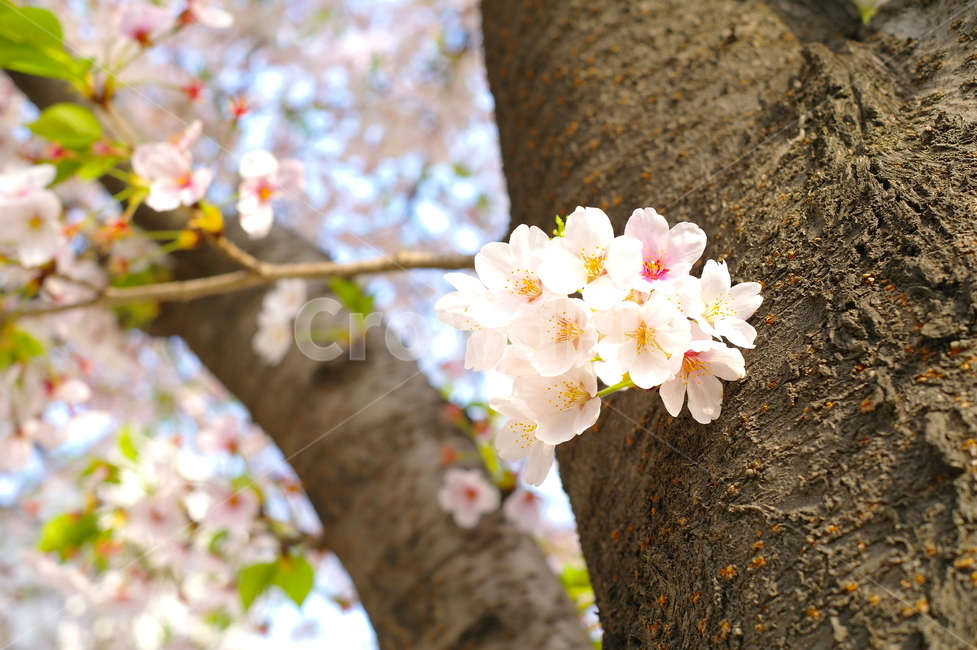 꽃,벚꽃,벚꽃축제,나무,flower,cherryblossom