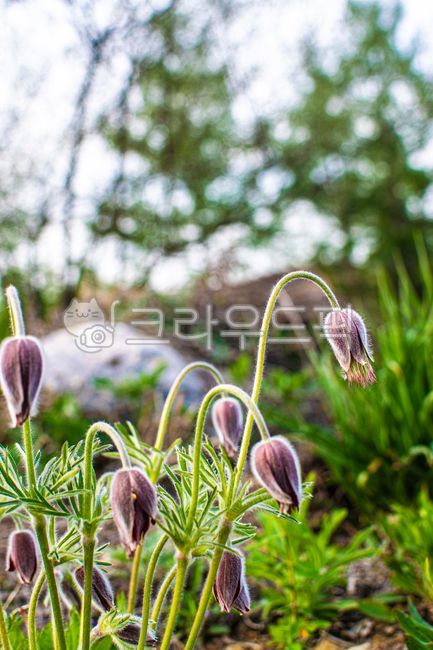 할미꽃,할미,자연,plant,식물,bud,싹,flower,sprout,새싹,blossom,꽃