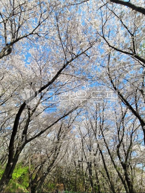 벚꽅,벚꽃나무,나무,벚꽃길,봄,tree,하늘