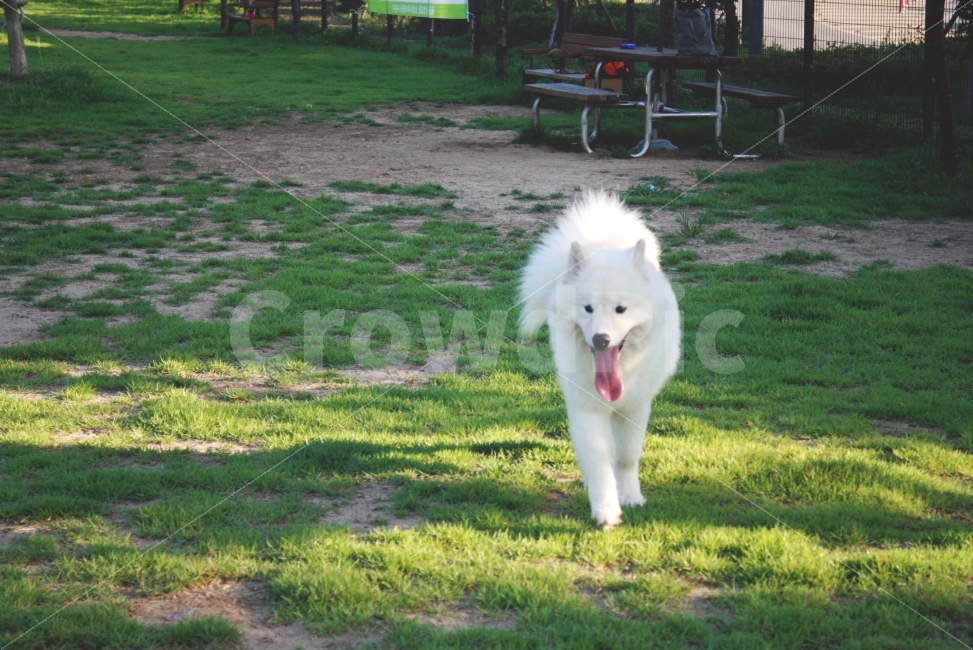개,강아지,반려견,공원,동물,동물,animal,포유류,mammal,개,강아지,dog,doggy