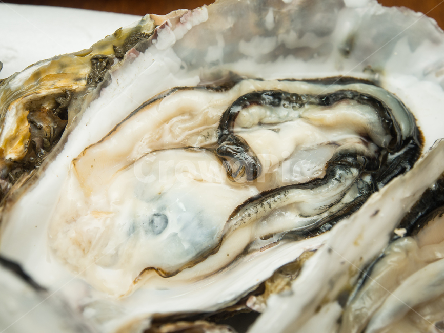 스시,횟집,해산물,굴,oyster,음식,식재료,요리,food,cook,meal,dishes,food reserves