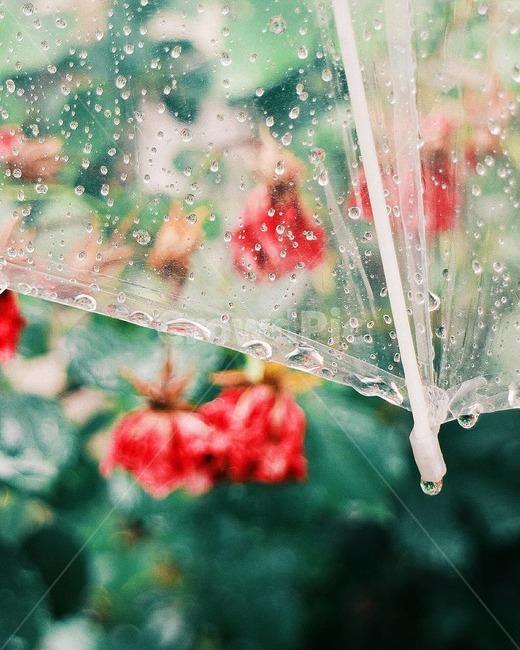 비,비닐우산,꽃,풍경,자연,감성사진,감성,빗방울,여름,장미,rain,umbrella,rose,flowers,emotion,nature,summer,감성,sensible,feeling,비,비오는날,rain,rainy