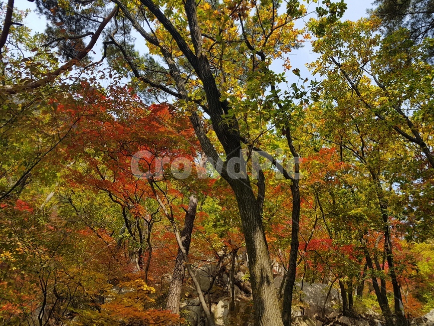 북한산국립공원,도봉산,낙엽,가을풍경,나무,바위