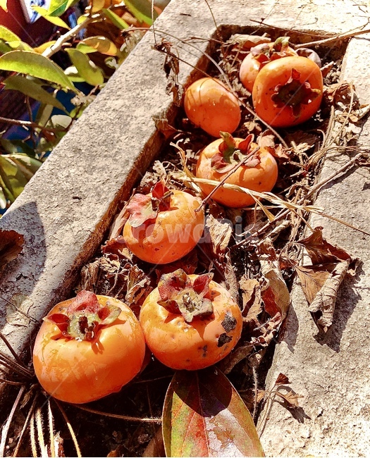 plant,식물,produce,생산액,food,음식,fruit,과일,persimmon,감,fall,autumn,color,일상,day,과일,열매,fruit