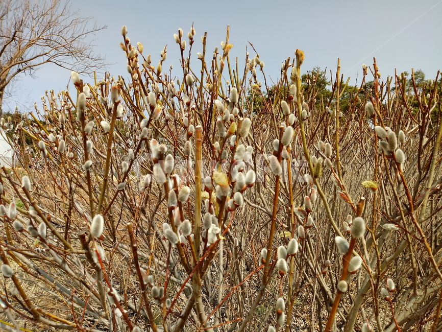 나무,나무가지,나무줄기,식물,treetrunk,plant,tree,outdoors,자연,키버들,버드나무,하늘