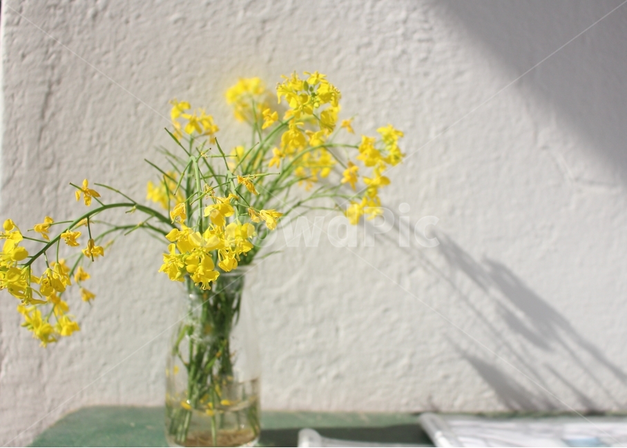 꽃,그림자,꽃병,화병,flowers