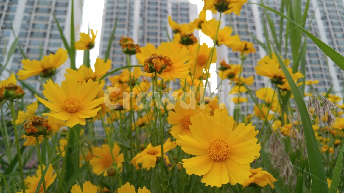 큰금계국,국화,꽃,노랑꽃,노랑색,식물,녹색,감성,배경,계절,chrysanthemun,flower,yellowflower,yellow,flant,green,emotional,background,season
