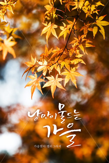 단풍,단풍잎,캘리그라피,손글씨,가을,배경,가을,계절,fall,autumn,season,캘리그라피,손글씨,calligraphy,plant,식물,leaf,잎,tree,나무