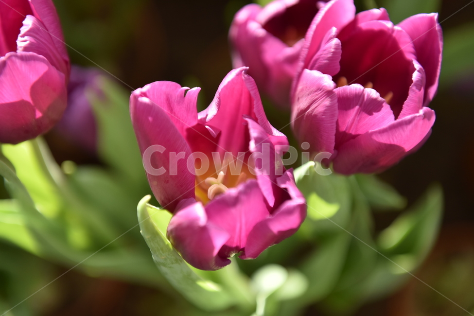 plant,식물,flower,꽃,blossom