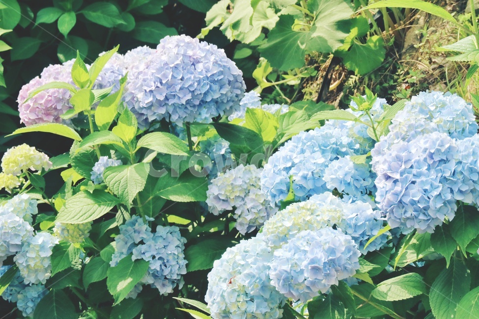 수국,꽃,flower,hydrangea,식물,plants,식물,자연,plants,nature,꽃,flower,감성,sensible,feeling,색깔,색상,색채,색감,color sense,color sensitivity,feeling of color