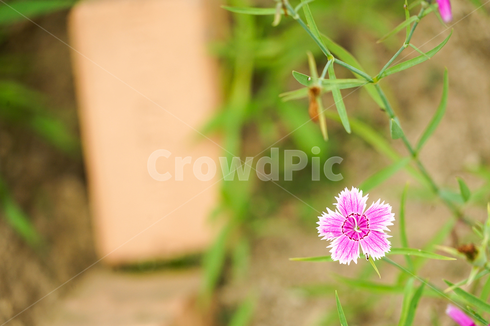 식물,plant,꽃,flower,패랭이꽃,chinapink