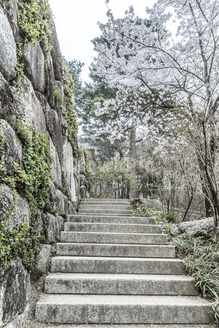 용인호암미술관,후원,정원,벚꽃,꽃,봄,돌계단,감성,관광지,봄,계절,spring,season,staircase,계단,outdoors,옥외