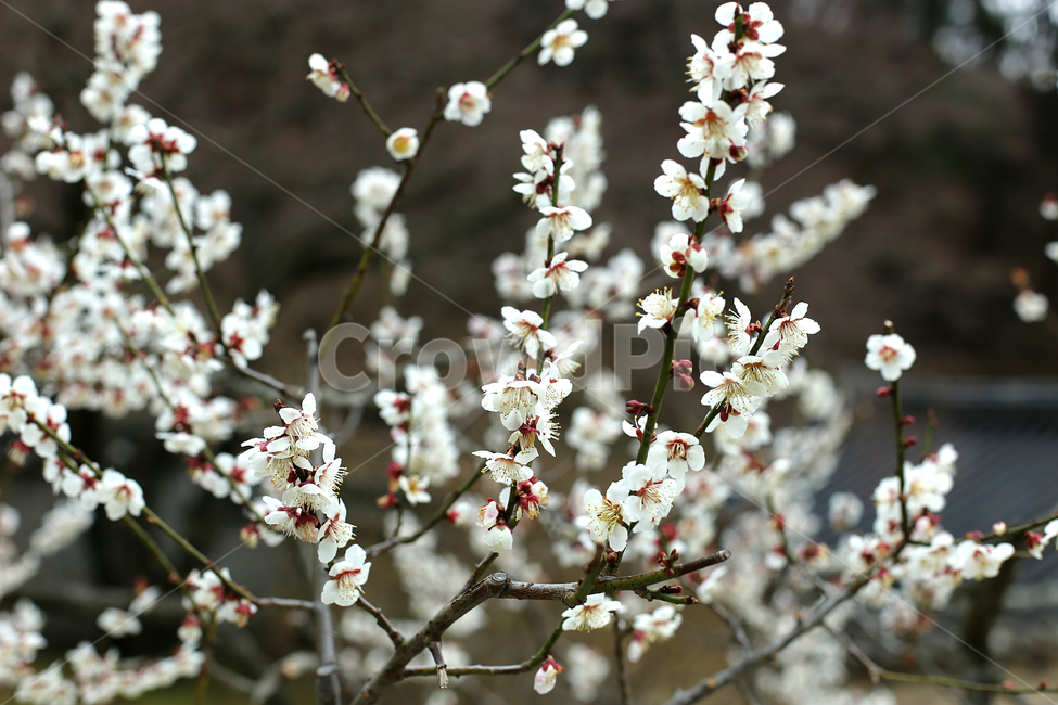 매화꽃,매화,flower,하늘,sky,꽃,봄,계절,spring,season,plant,식물,blossom