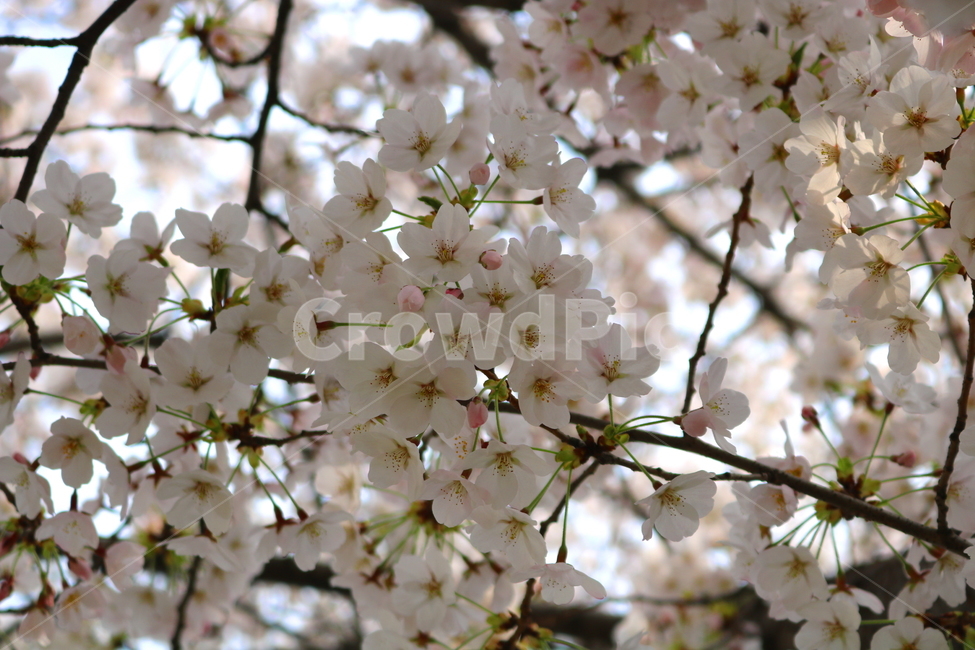 벚꽃,벚나무,벚꽃나무,나무,식물,꽃,장미과,봄,자연,봄,계절,spring,season,식물,자연,plants,nature,꽃,flower,plant,blossom