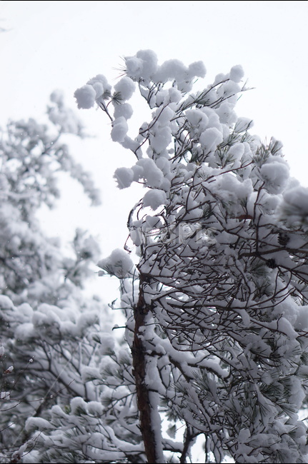 용봉산,겨울,눈,풍경,소나무,눈송이,겨울,계절,winter,season,식물,자연,plants,nature