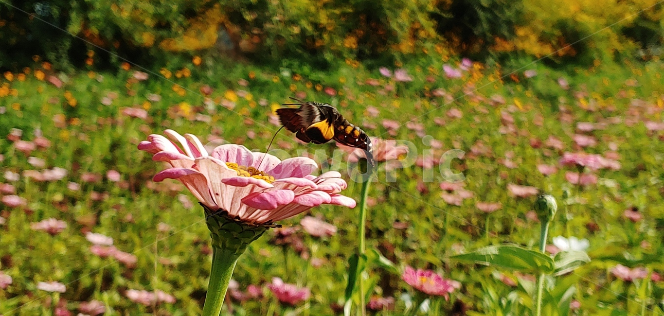 plant,식물,flower,꽃,꽃잎,꼬리각박시나방,나방,식물,자연,plants,nature,꽃,flower,곤충,벌레,insect,bug