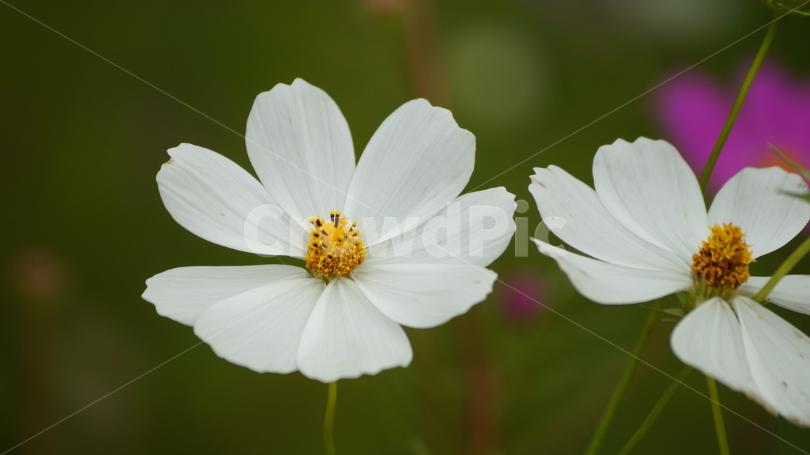 꽃,코스모스,식물,코스모스축제,꽃길,가을,계절,fall,autumn,season,식물,자연,plants,nature,꽃,flower,plant