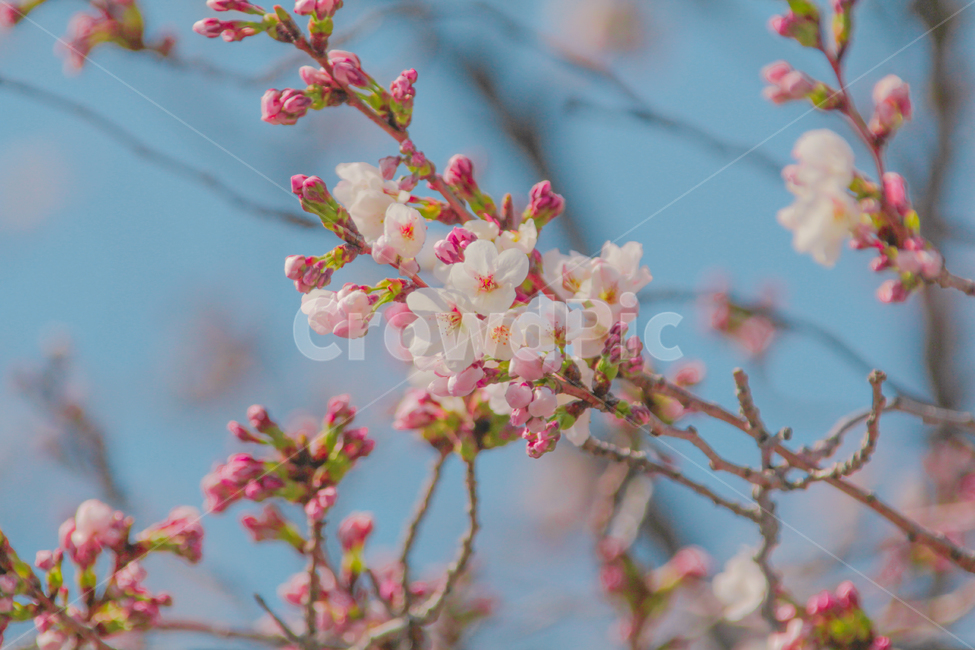봄,벚꽃,매화,꽃,분홍,핑크,색깔,색감,색상,계절,spring,blossom,cherryblossom,flower,color