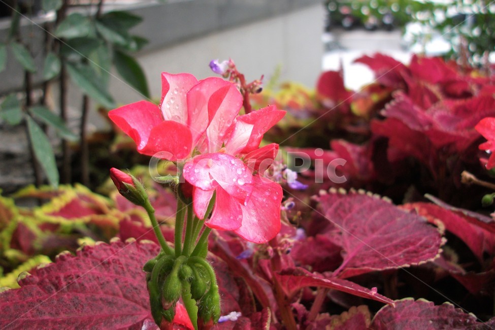 꽃,아름다움,비,물방울,자연,싱그러움,flower,rain,fresh,beautiful,plant,식물,자연,plants,nature,꽃,flower