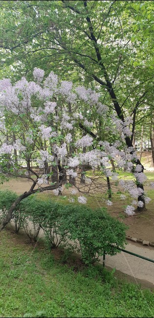 plant,식물,봄,길거리,거리,나무