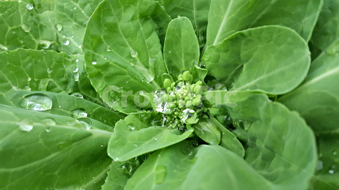 봄동,빗방울,물방울,채소,야채,plant,식물