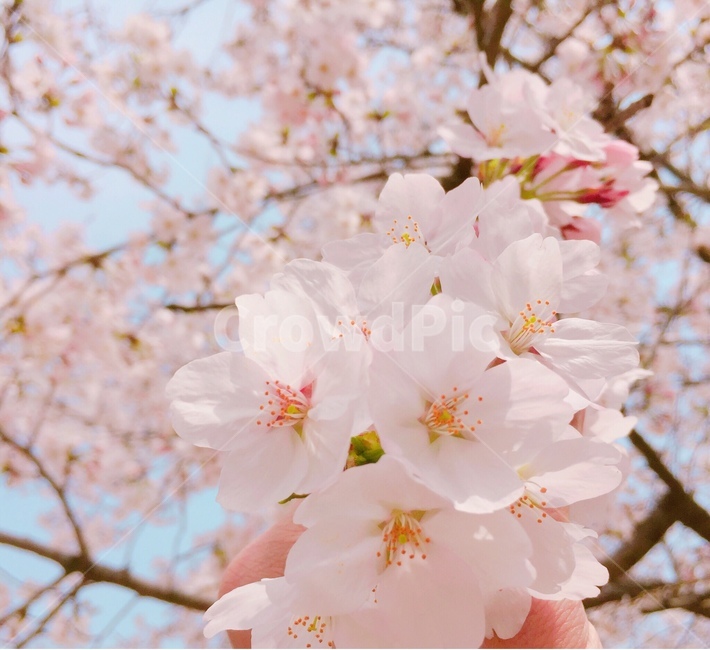 식물,blossom,꽃,flower,벚꽃,봄,하늘,분홍,cherryblossom