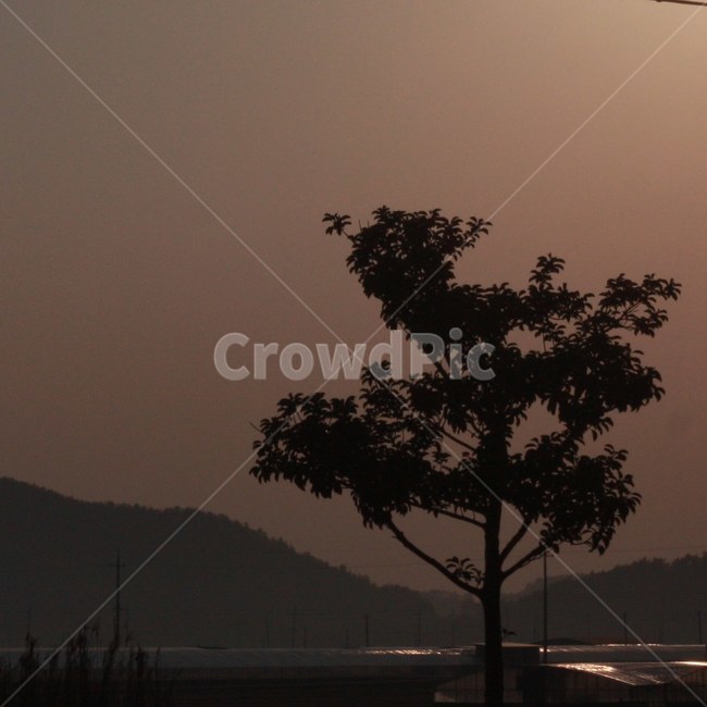 노을,일몰,그림자,감성,적막,우울,빛,나무,자연,여유,자연,풍경,nature,landscape,식물,plants,나무,trees,wood,실루엣,그림자,silhouette,shadow,outdoors,옥외