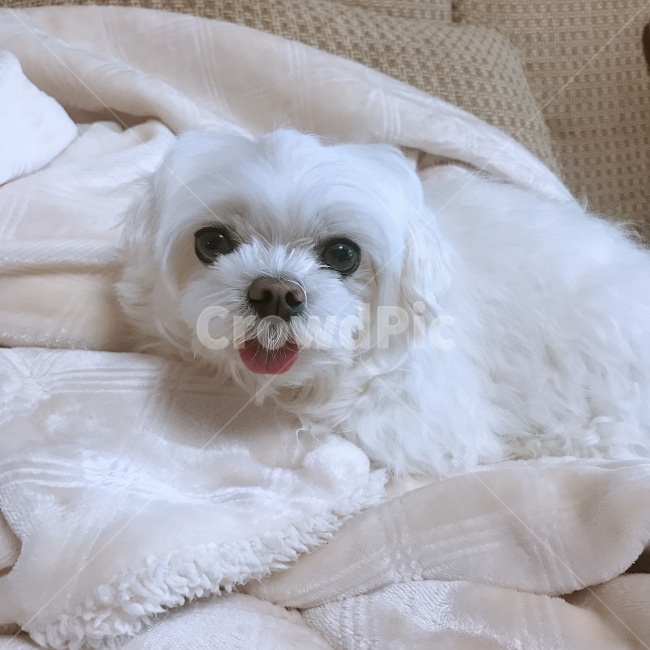 강아지,개,말티즈,반려견,애완견,애완동물,반려동물,동물,animal,포유류,mammal,개,강아지,dog,doggy