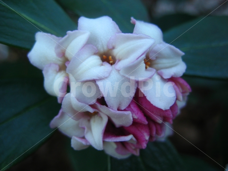 꽃,식물,분홍빛,순수,신비,식물,자연,plants,nature,꽃,flower