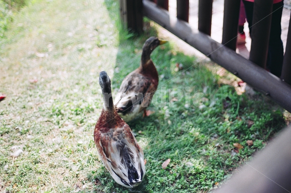 필름사진,필름카메라,컬러필름,오리,공원,동물,animal,조류,새,birds,감성,sensible,feeling