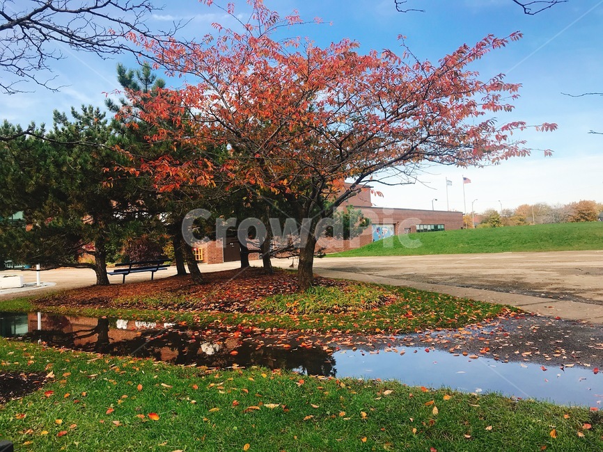 가을,낙엽,단풍,반사,열매,미국,시카고,가을,계절,fall,autumn,season,자연,풍경,nature,landscape,plant,식물