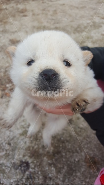 강아지,멍멍이,하얀강아지,귀여움,사랑스러움,puppy,cute,lovely