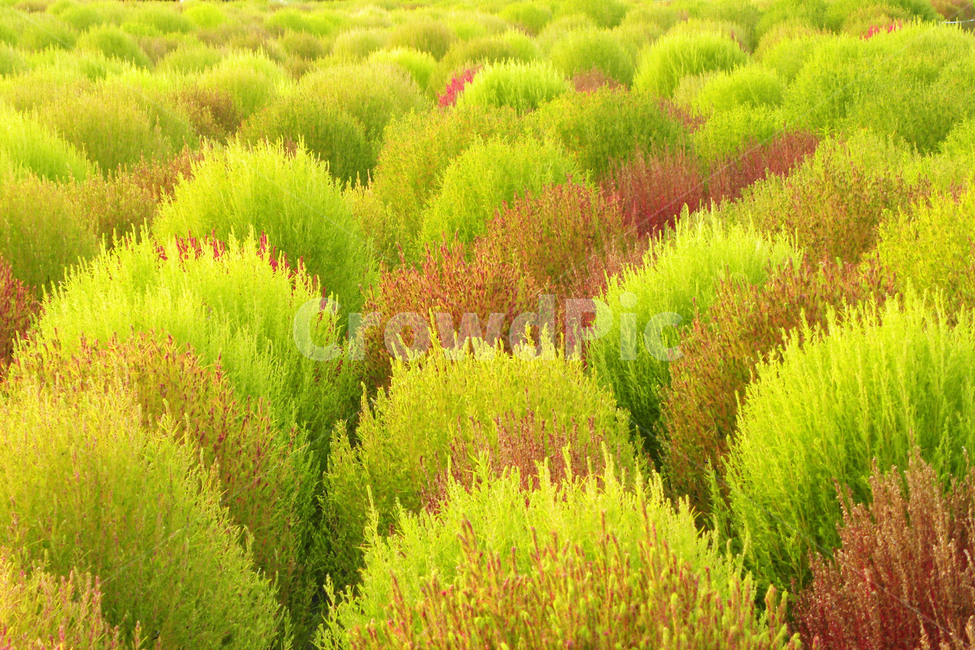 댑싸리,꽃댑싸리,코키아,녹색,적색,식물,자연,plants,nature