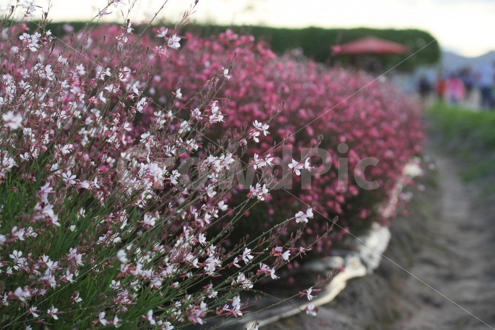 감성사진,가을사진,가을꽃,가우라,자연,식물,식물,자연,plants,nature,꽃,flower