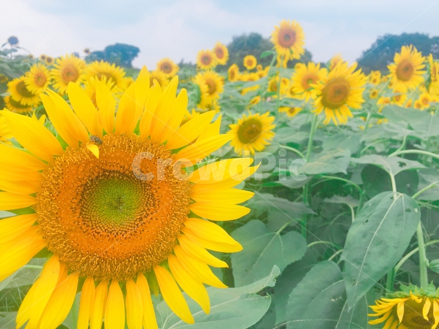 해바라기,히마와리,꽃,꽃축제,flower