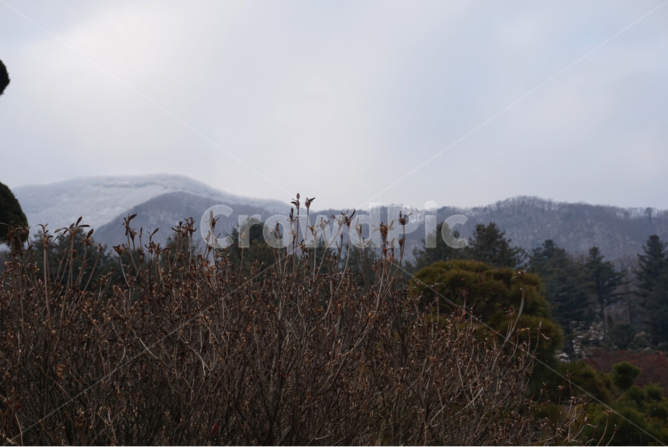 풍경,겨울,나무,하늘,겨울풍경,겨울하늘,winter,tree,scenery,wintersky,겨울,계절,winter,season,자연,풍경,nature,landscape