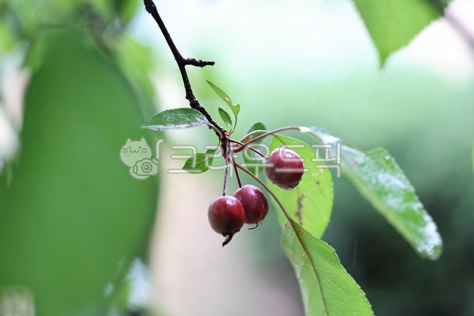 식물,과일,꽃사과,관상용,정원수,fruit,appletree