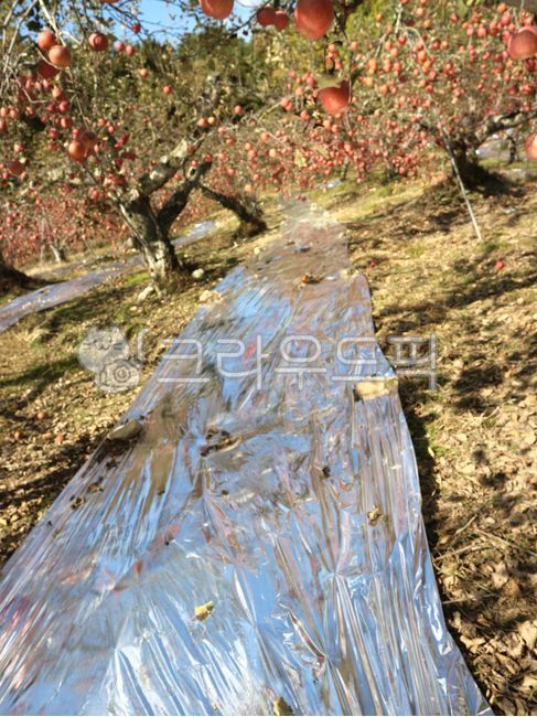 sky,mungyeong apple,appletree,fruit,tree,mungyeong,food,apple,orchard,fruit tree,plant,apple tree