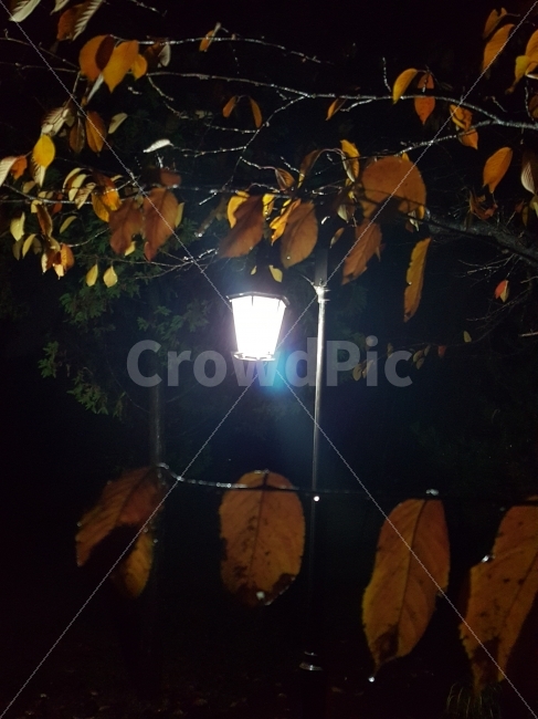 등,나뭇잎,비,늦가을,운치,야경,밤,풍경,nightscape,night,landscape