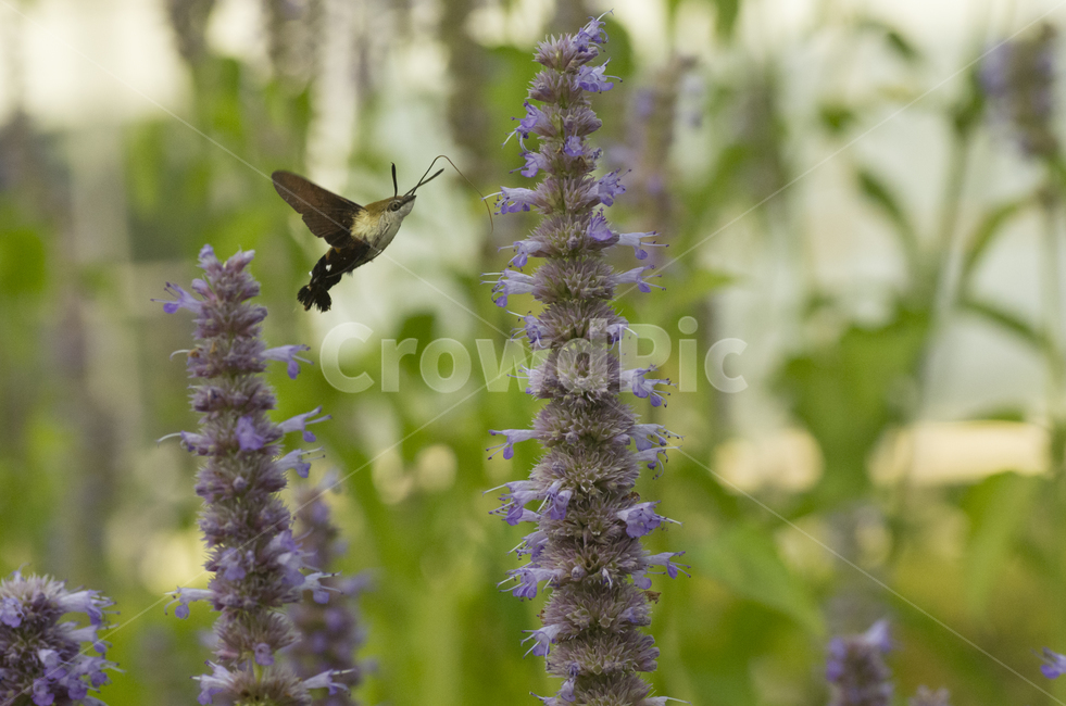 박각시,박각시나방,배초향,곤충,가을곤충,나방,나비,동물,꽃,식물,flower,insect,벌,벌새,가을꽃,식물,자연,plants,nature,곤충,벌레,insect,bug