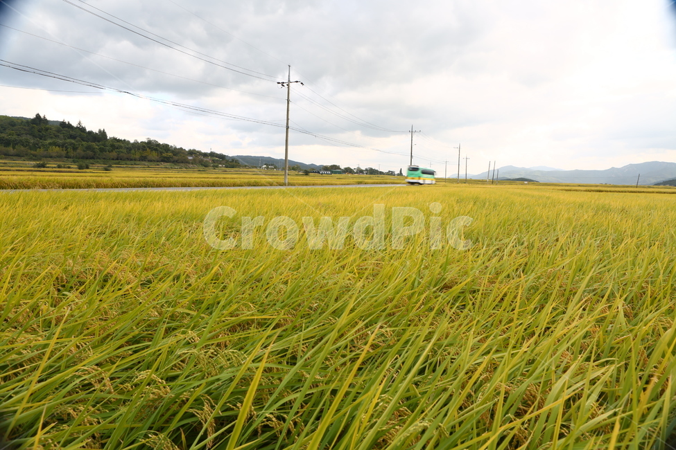 가을,벼,가을하늘,바람,가을풍경,field,nature,곡류,곡식,cereals,농업,농사,agriculture,farming,farming industry