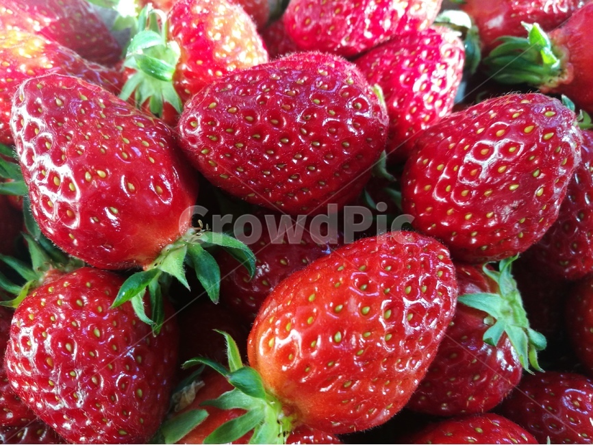 딸기,봄,비타민,유기농,농업,비닐하우스,음식,식재료,요리,food,cook,meal,dishes,food reserves,과일,열매,fruit,채소,야채,vegetables
