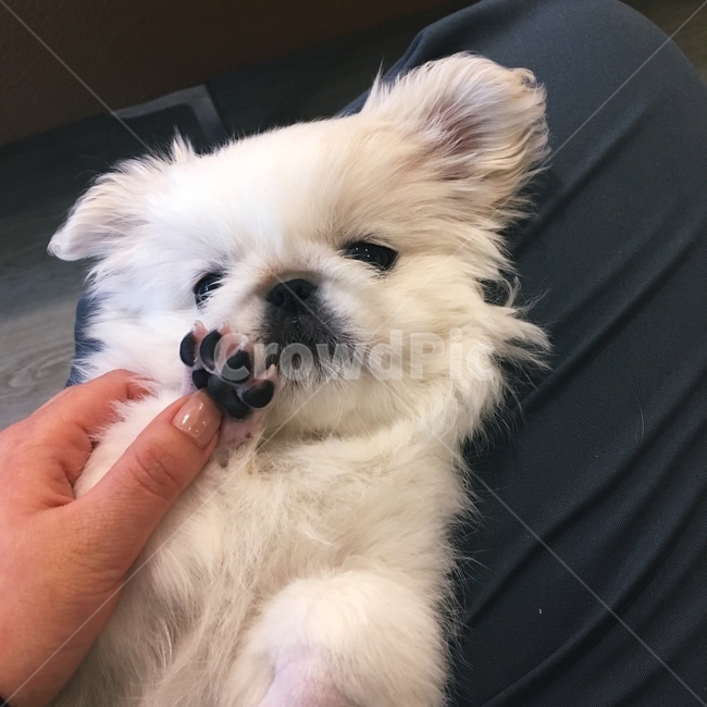 강아지,강아지발바닥,페키니즈,애견,애견미용,동물,animal,포유류,mammal,개,강아지,dog,doggy