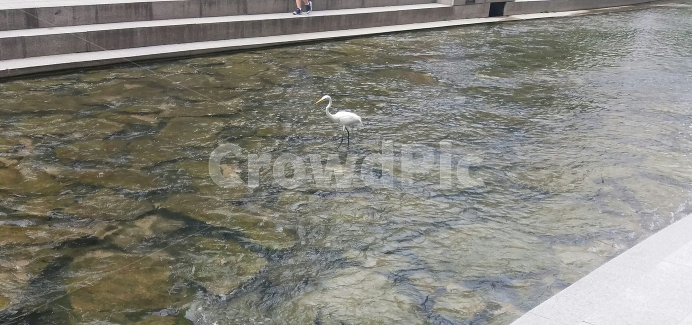 청계천,새,황새,강,river,물,하얀새,흰새