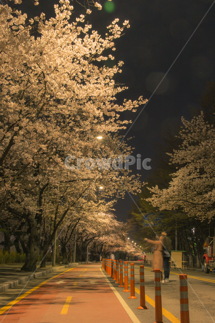 윤중로,벚꽃,장노출,서울,야경,도로,거리,축제,봄,계절,spring,season,야경,밤,풍경,nightscape,night,landscape,plant,식물,tree,나무