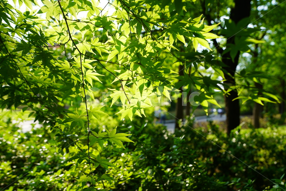 잎,자연,그린,녹색,식물,생물,색감,green,햇살