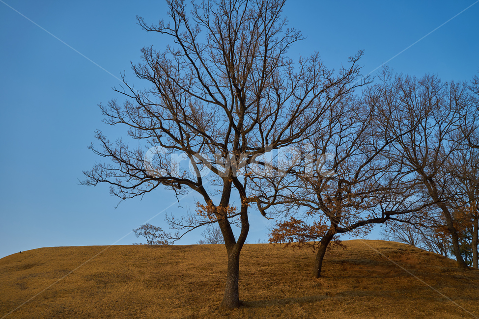 겨울,하늘,들판,나무,winter,sky,tree