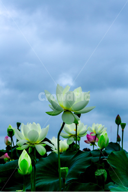 연꽃,연잎,문양,무늬,하늘,자연,식물,자연,plants,nature,꽃,flower